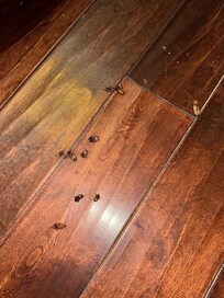 Roaches in the living room