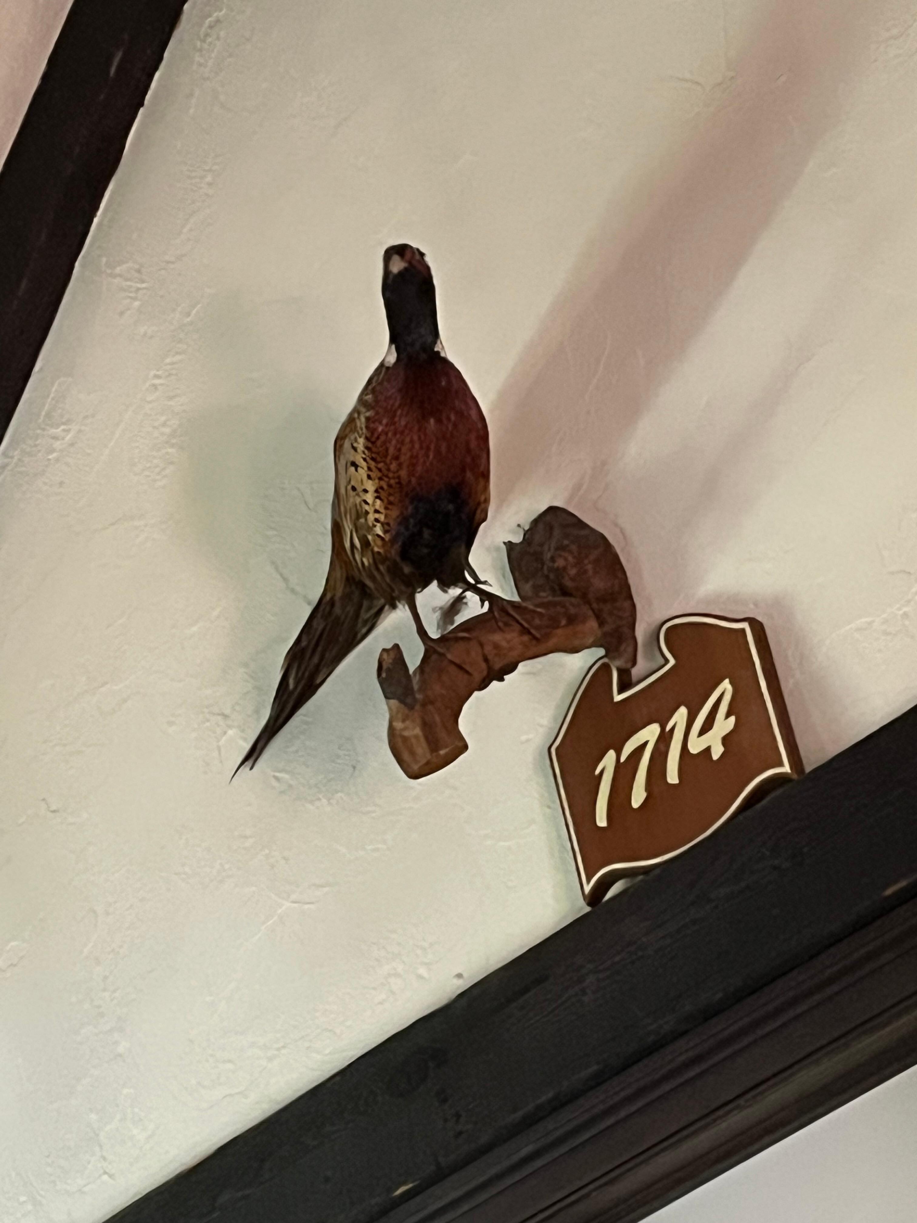 Pheasant watching over us in the master bedroom. Scared our dog a bit. 