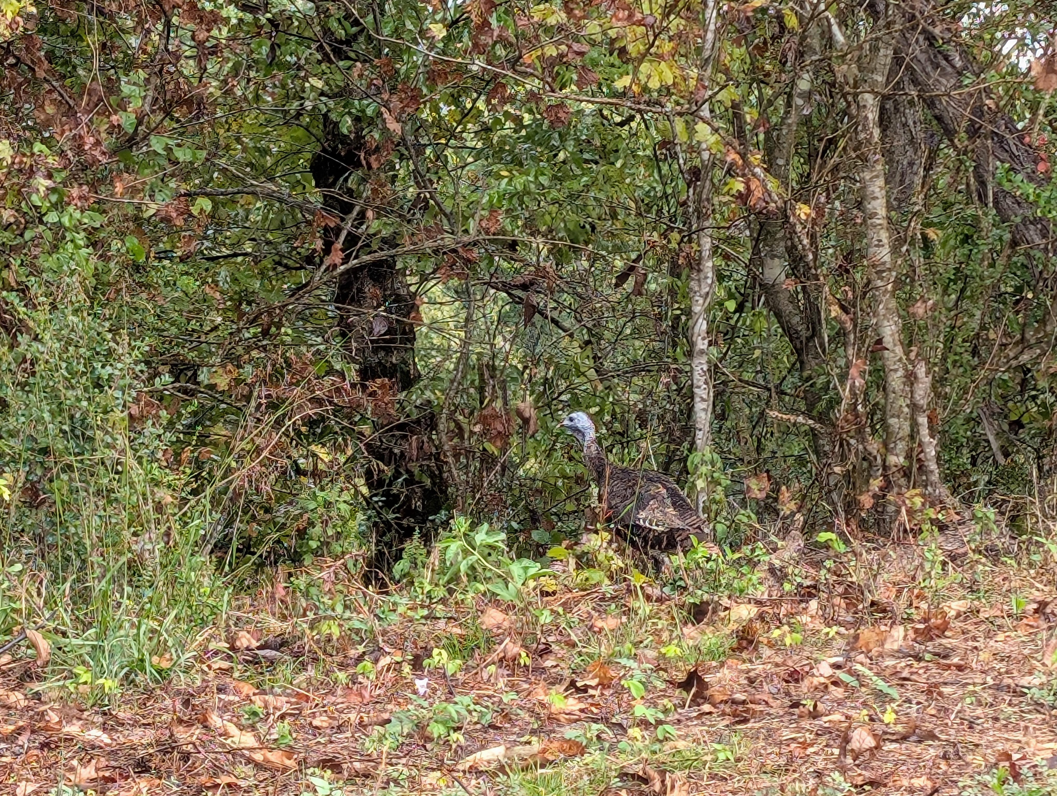 A turkey on the property