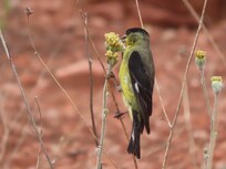 Taken on the Bell Rock trail