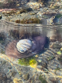 Moon snail seen in the low tide pool