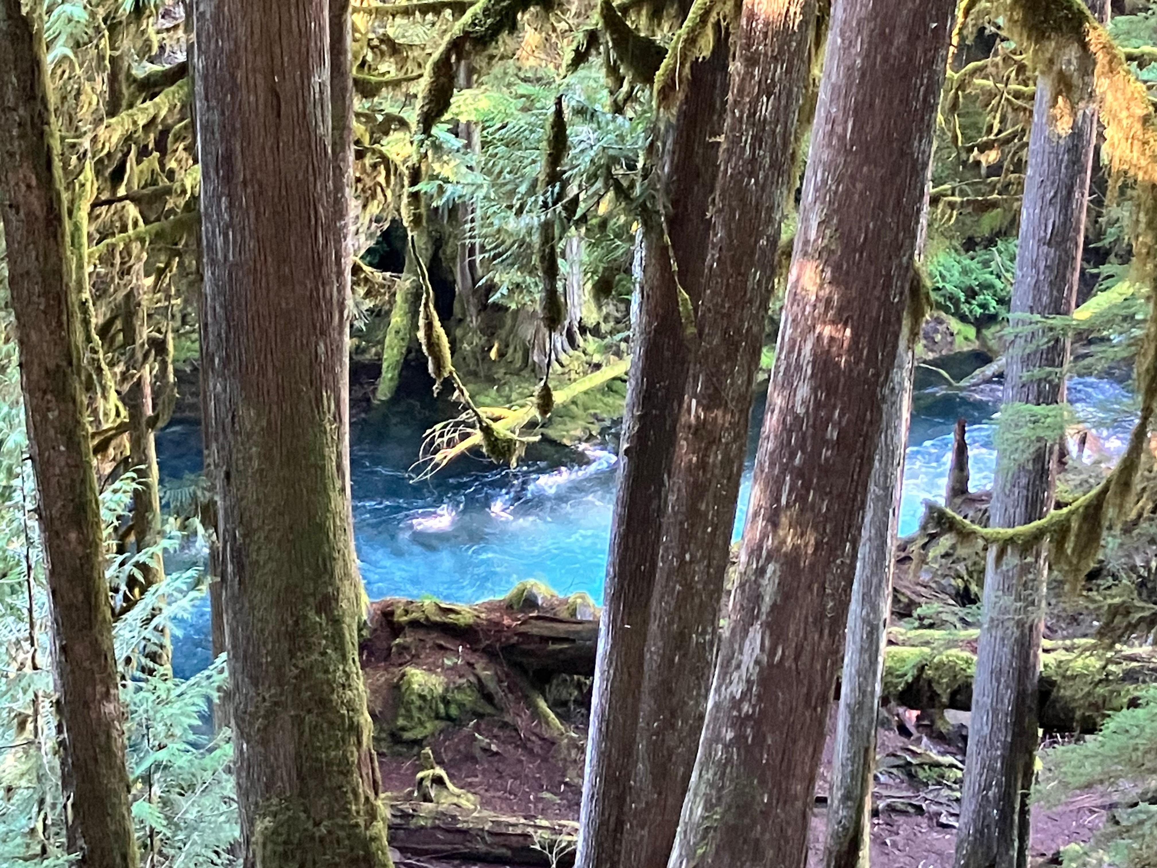 Sahalie Koosah Falls trail