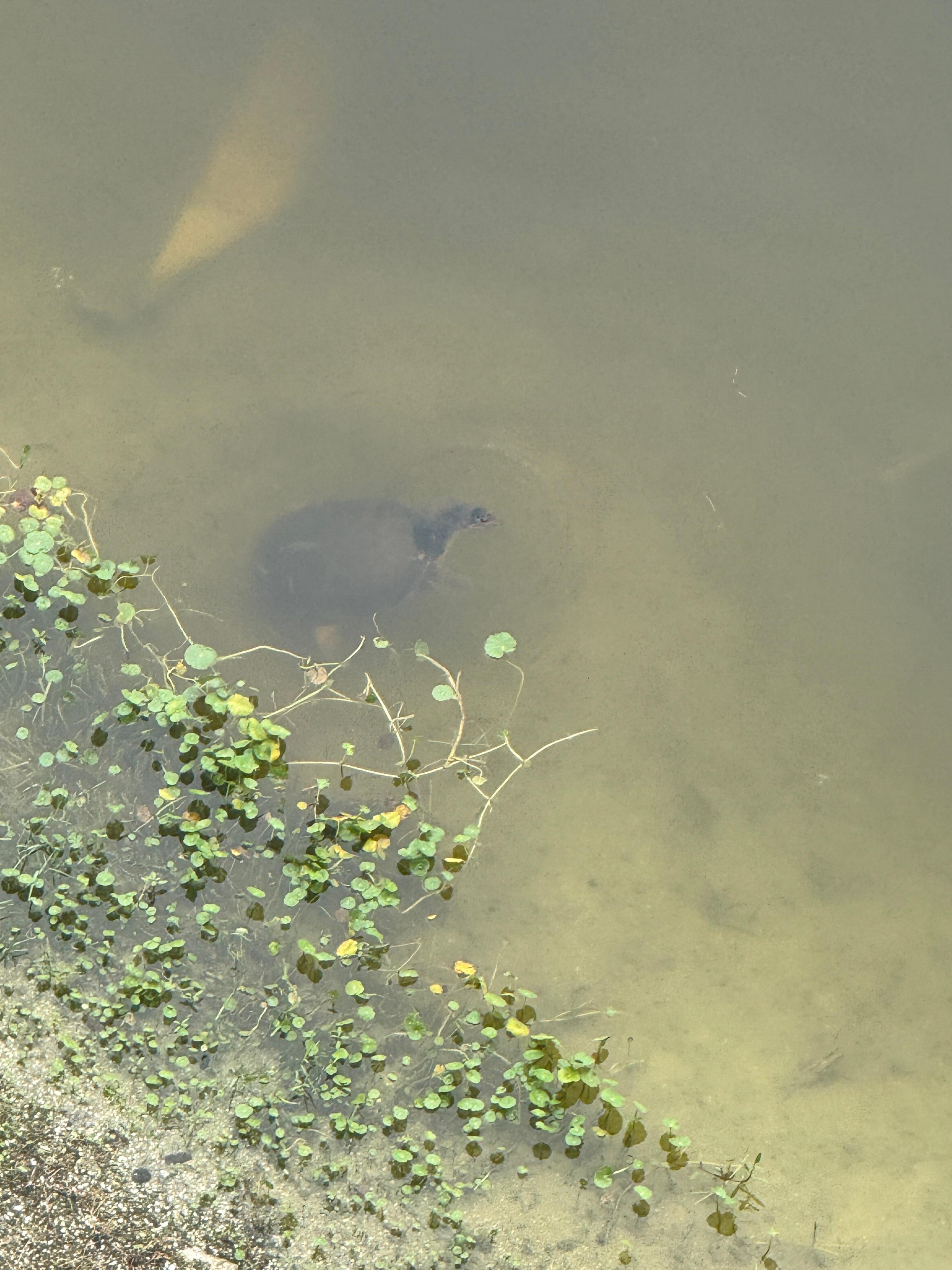 Wildlife in the lake.