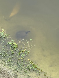 Wildlife in the lake.
