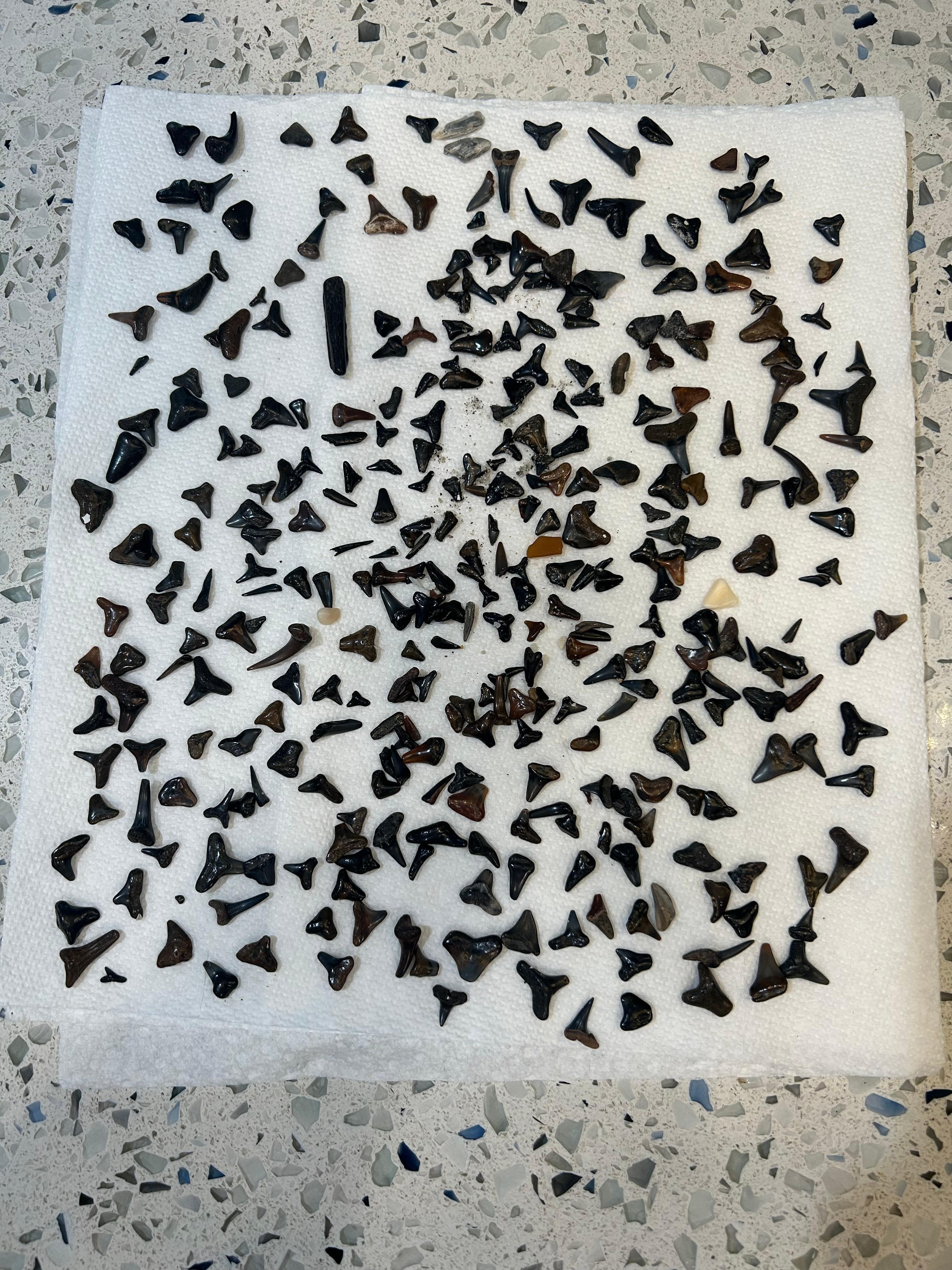 Venice Shark Tooth Hunting Spring Break 2026