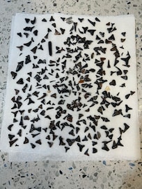 Venice Shark Tooth Hunting Spring Break 2026