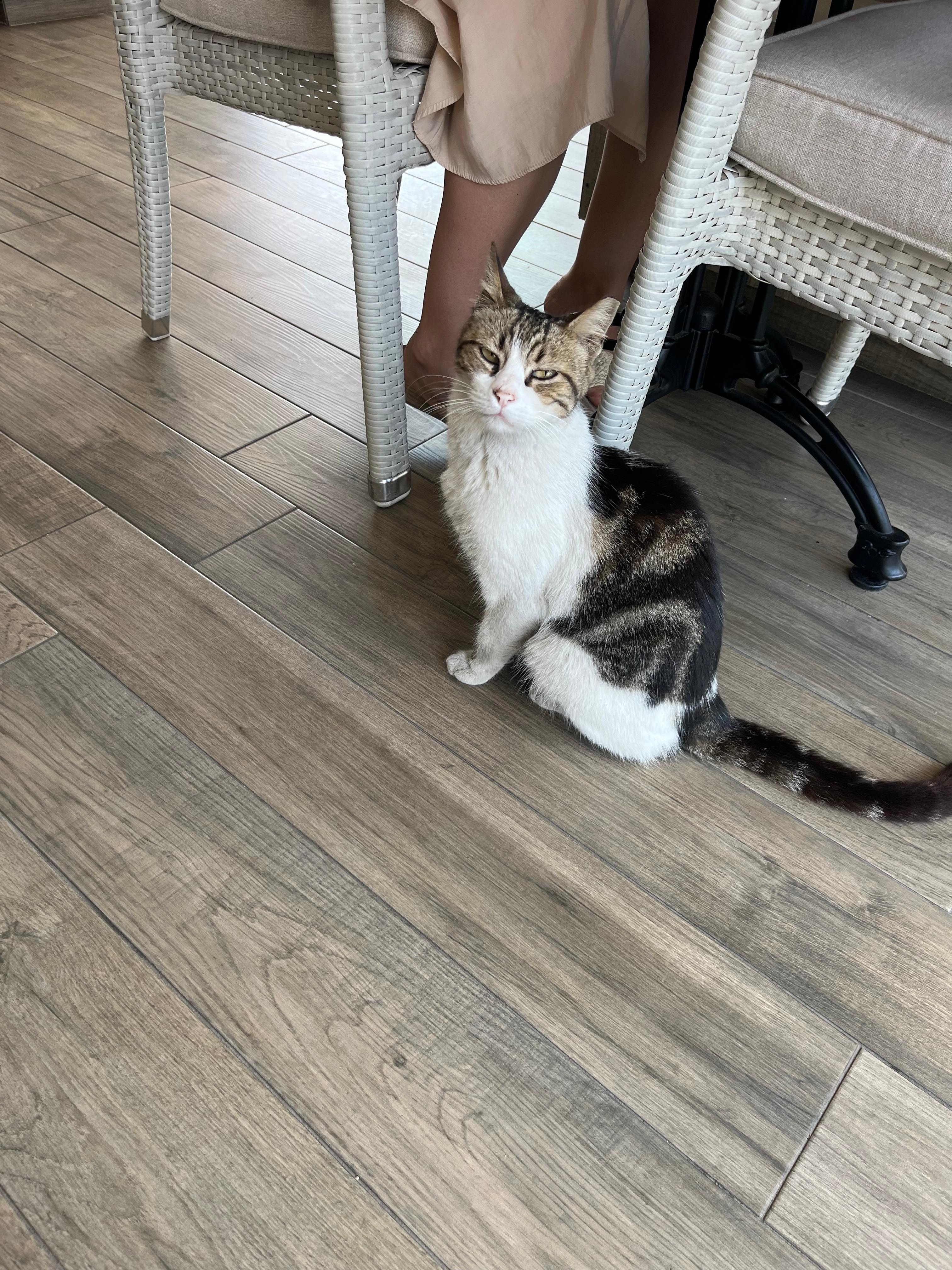 Hotel Kitty