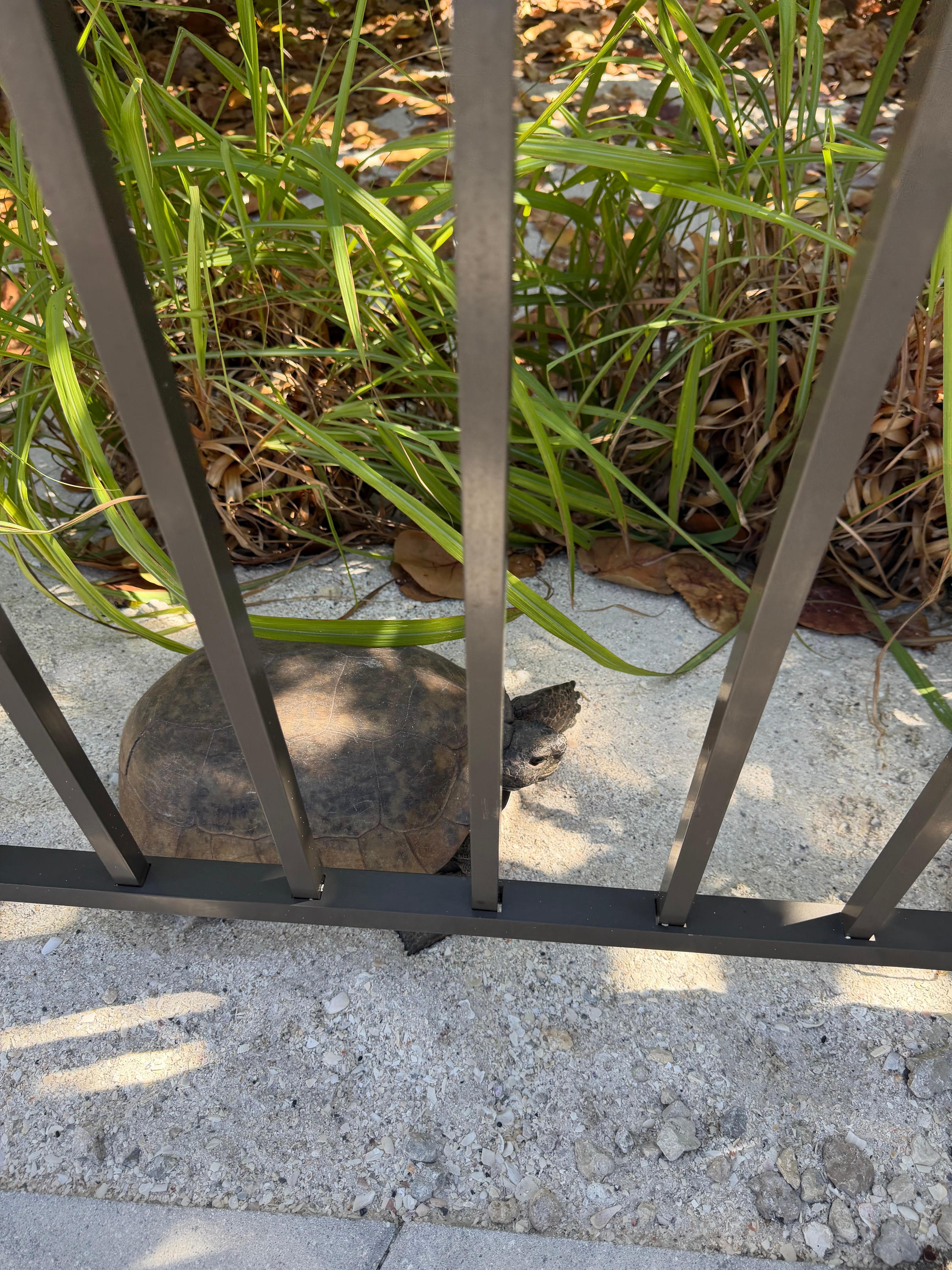 So close to evening sunsets