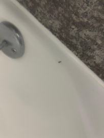 Roaches!