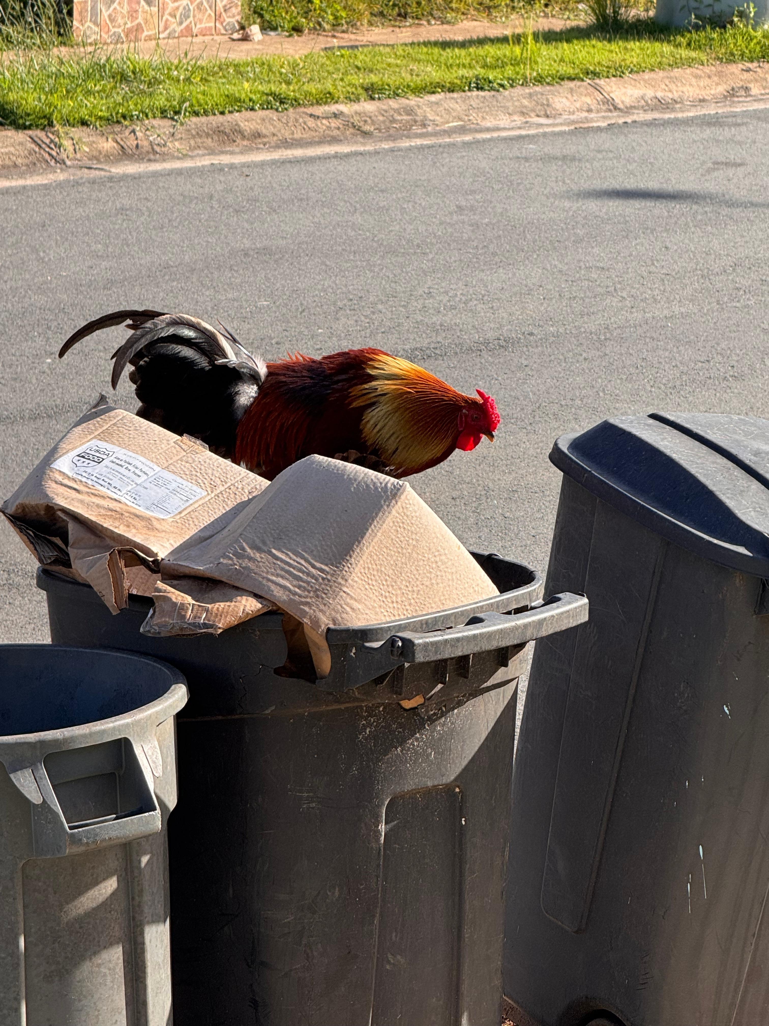 Garbage and scavenger chickens front yard