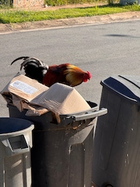 Garbage and scavenger chickens front yard