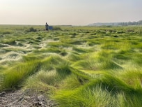 The Great Marsh- a short walk from the house