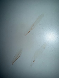 Blood on bathroom door