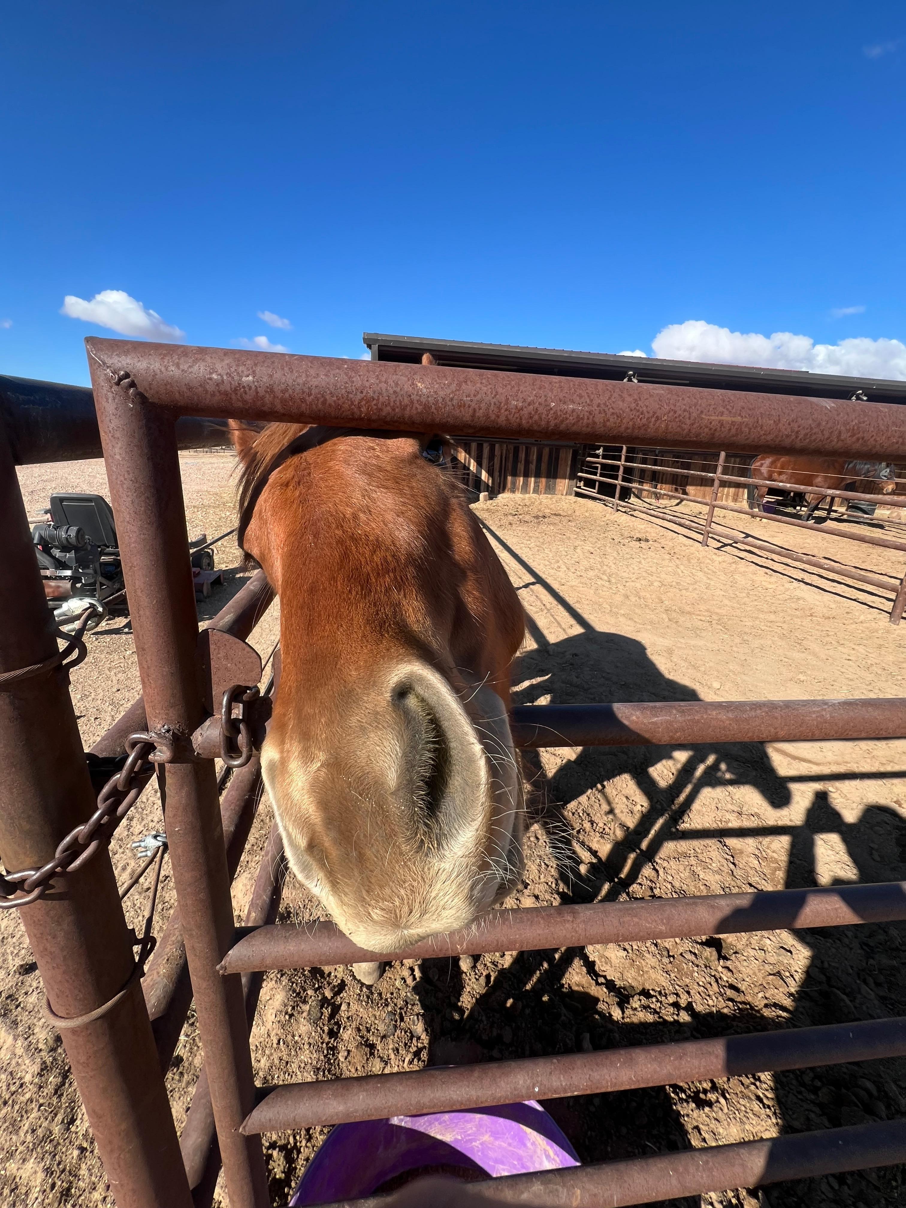 The horse wanted some love