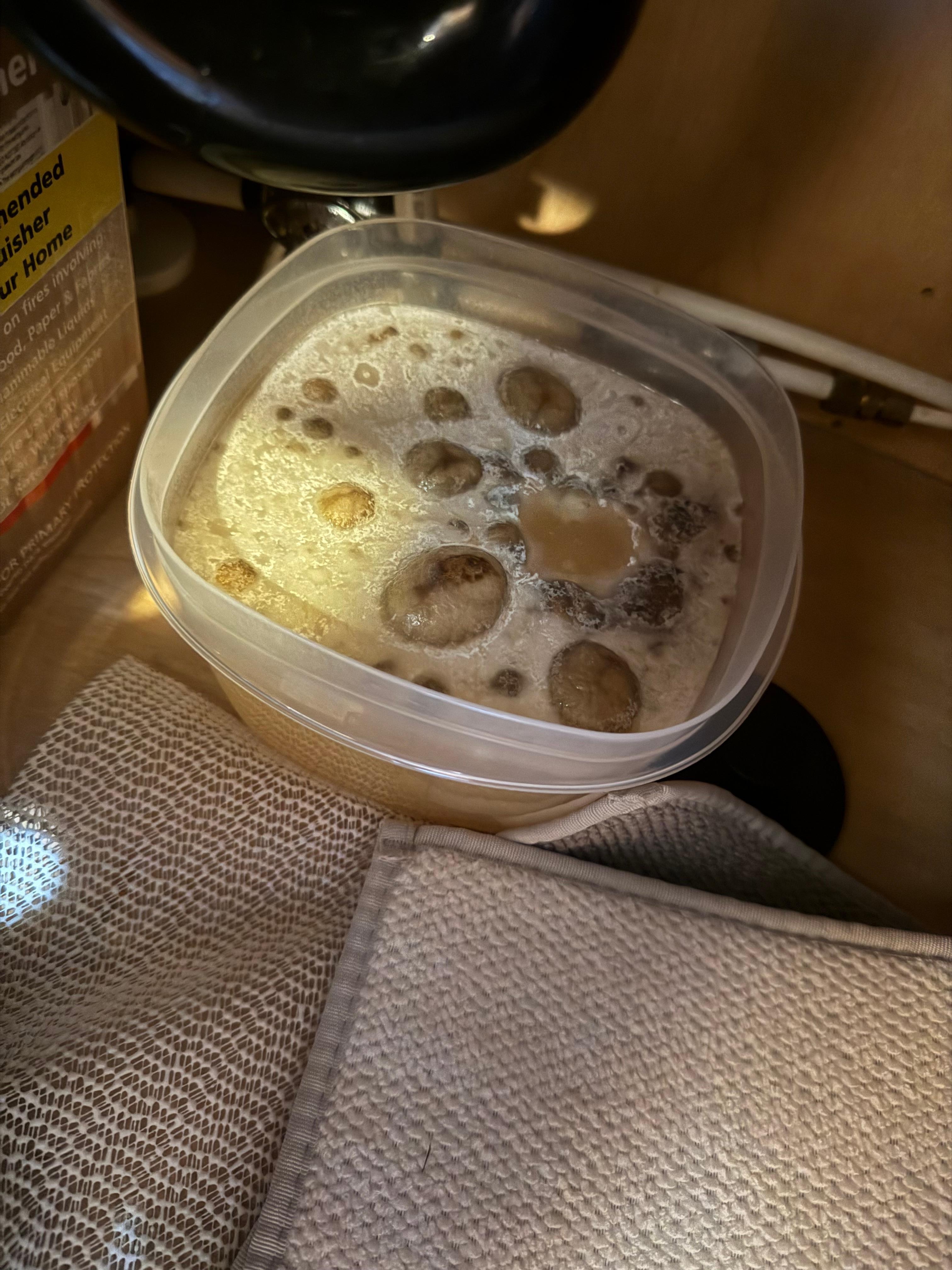 This was under the kitchen sink. We wanted to vomit and we didn’t think it was our responsibility to do anything with it. 