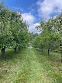 Touring one of the three heirloom apple orchards.