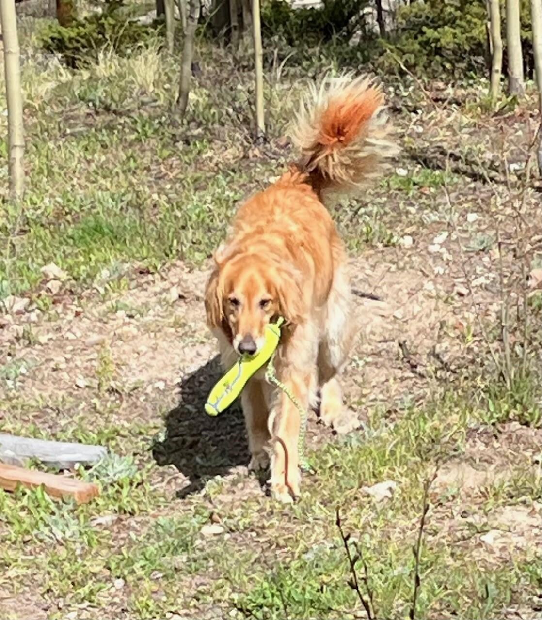 Wrigley is the fetcher of the family. Plenty of room to throw balls & toys.
