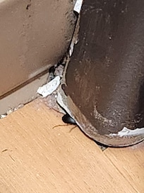 Large insect easily able to come and go through unsealed cracks in the bathroom molding. Adios.