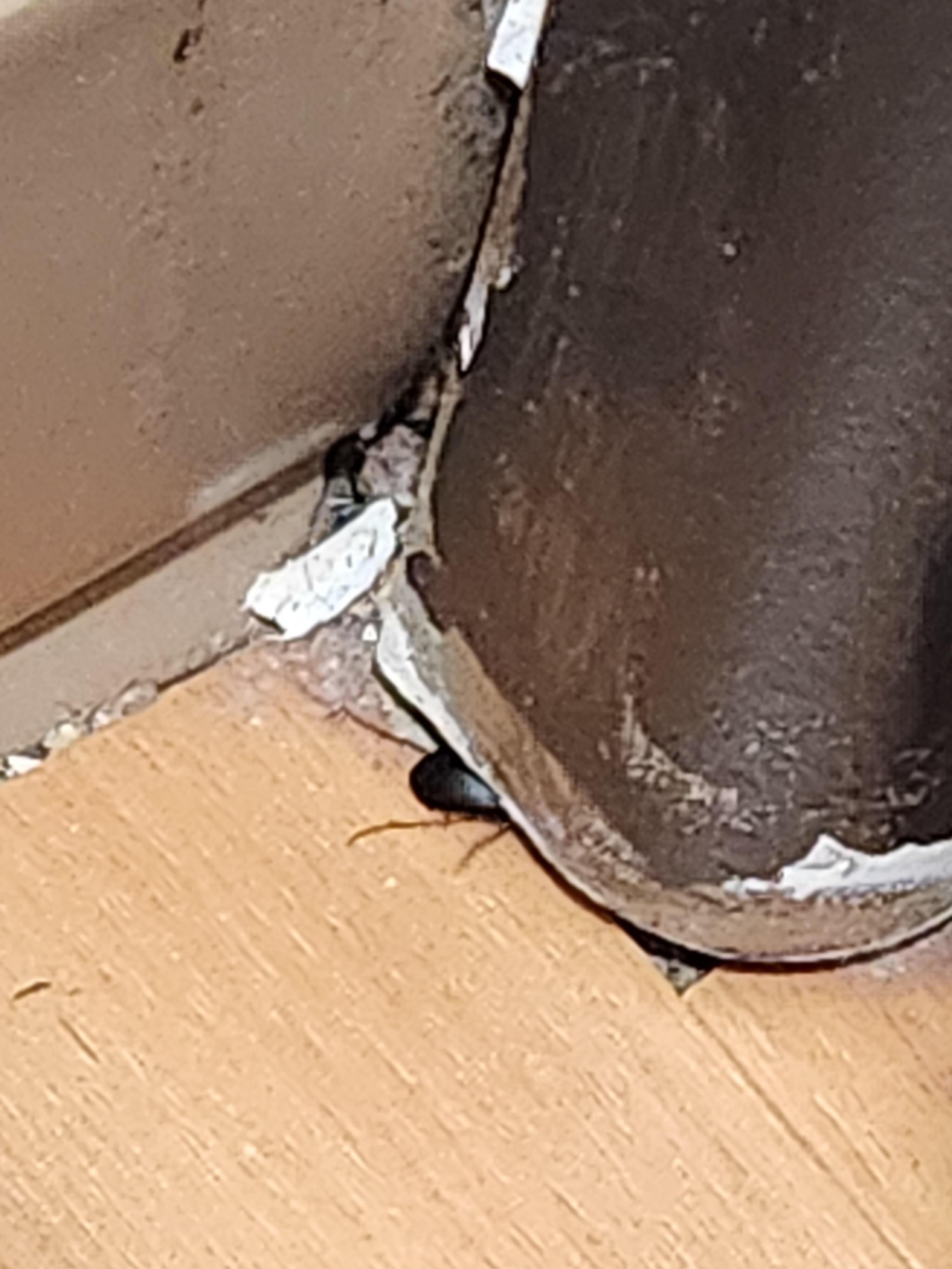 Large insect easily able to come and go through unsealed cracks in the bathroom molding. Adios.
