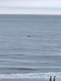 Watching dolphins in the morning from the balcony.
