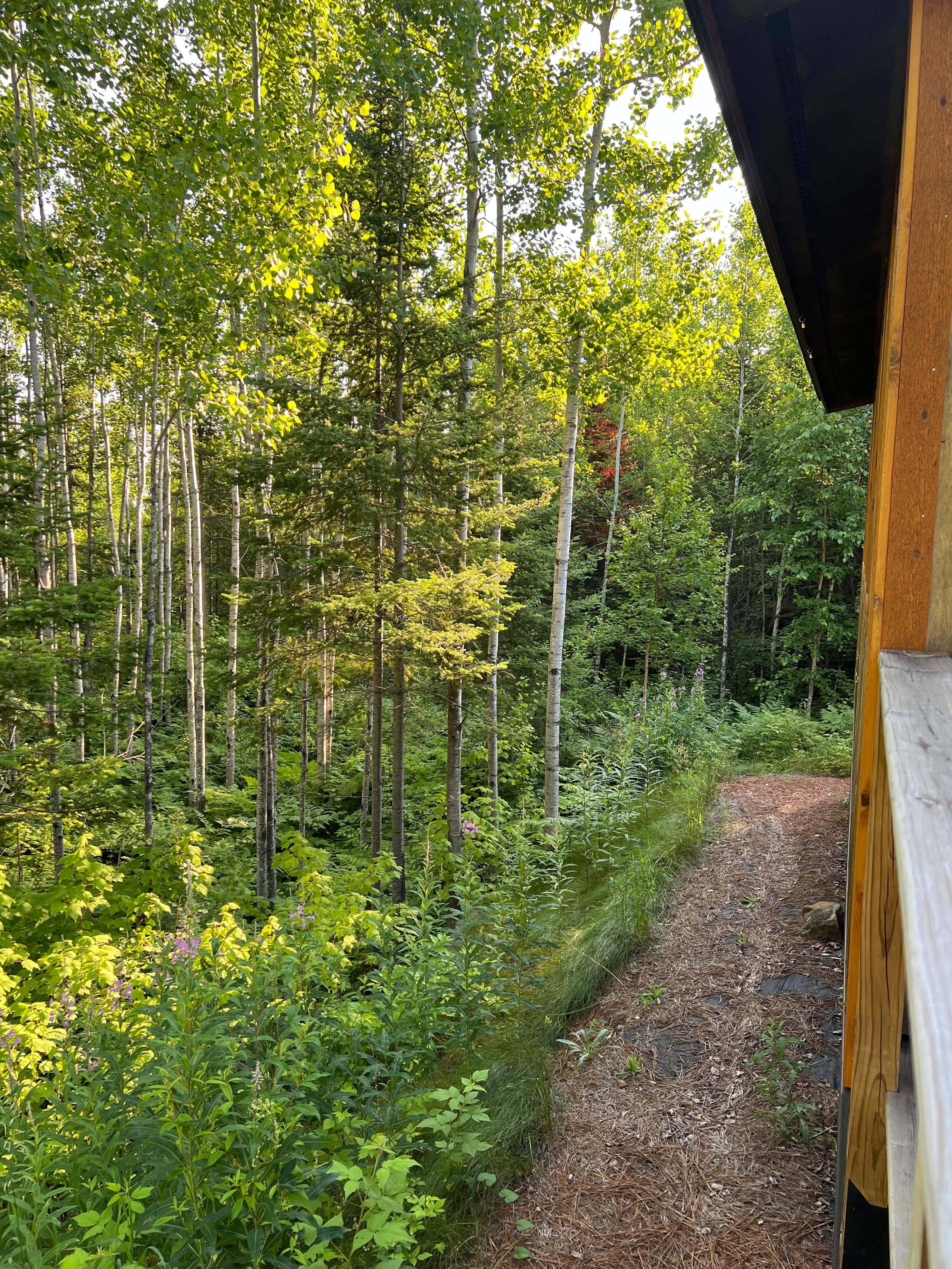 Back of screened in porch. The forest is right there!
