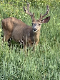 This was on our drive back to condo, she looked straight at us!