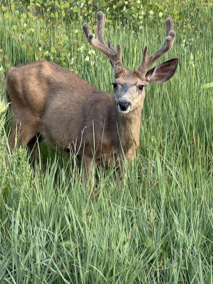 This was on our drive back to condo, she looked straight at us!