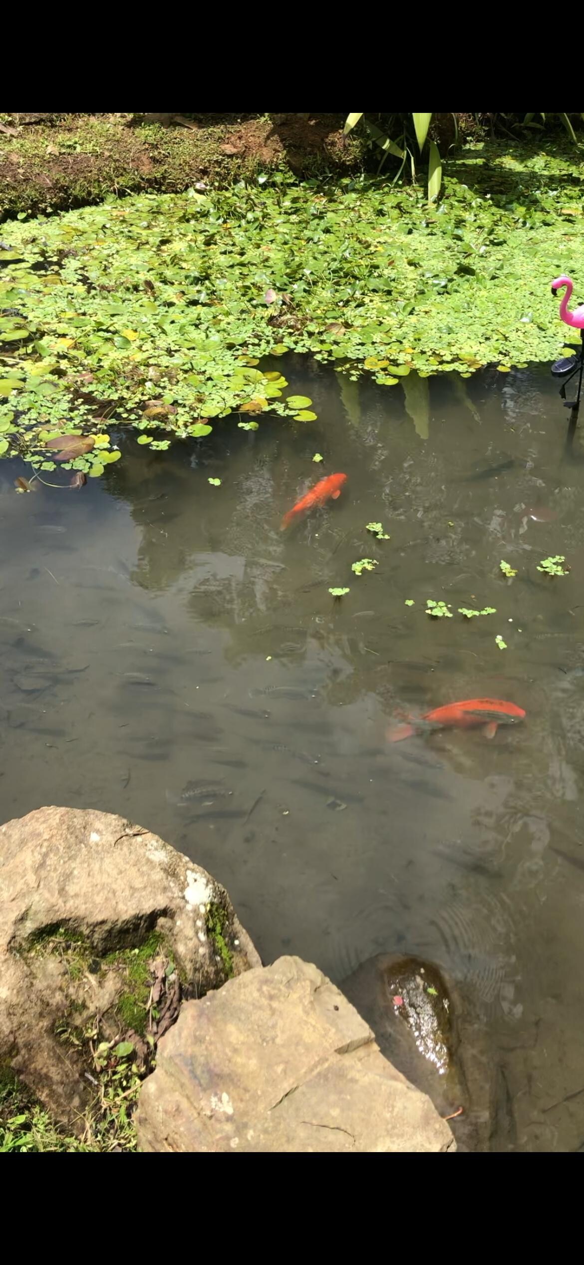 Koi and tilapias in one of the ponds.