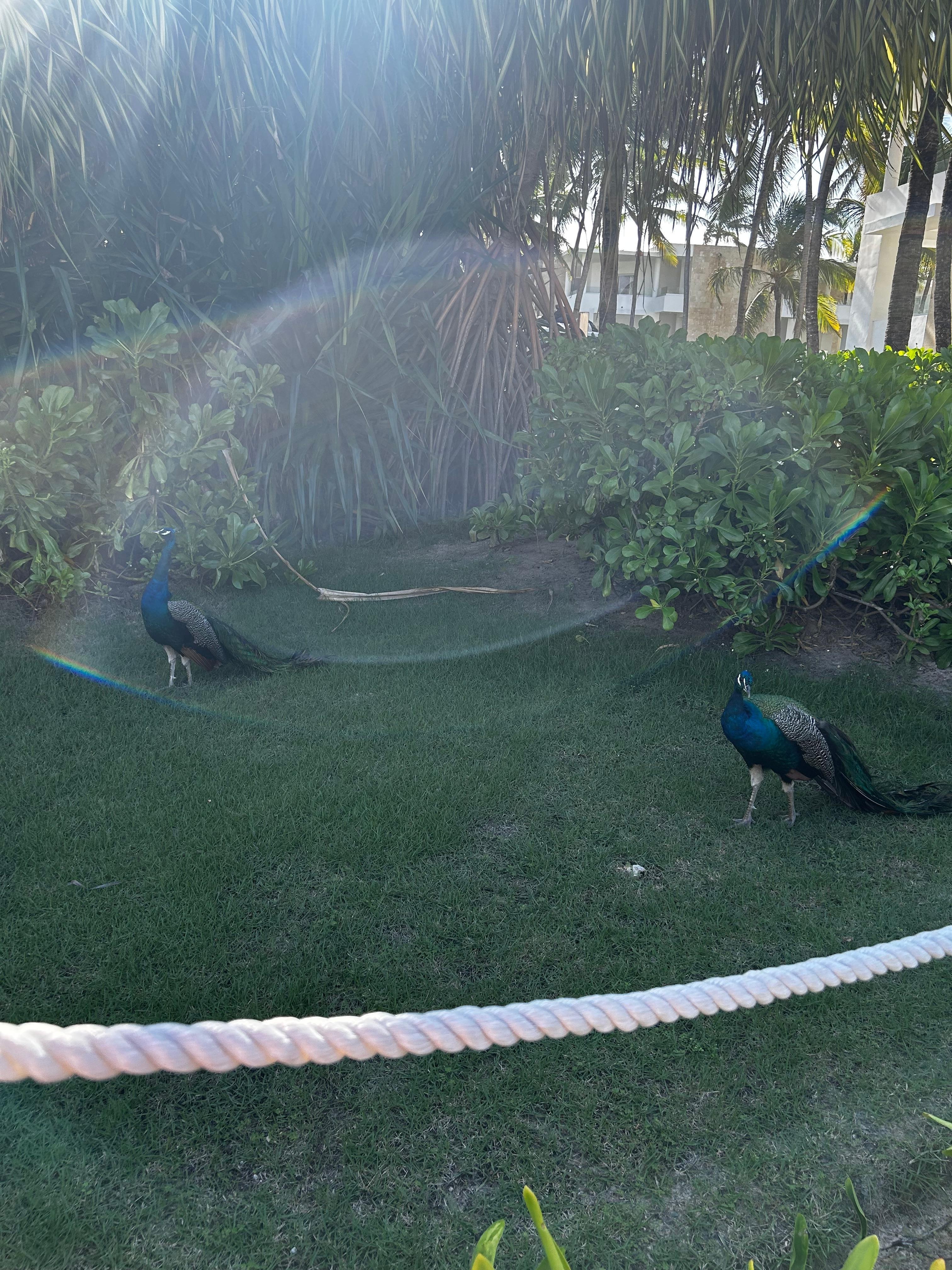 There are peacocks all over the resort. They are not aggressive but look out poop.