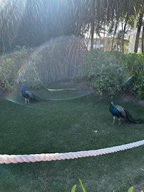 There are peacocks all over the resort. They are not aggressive but look out poop.