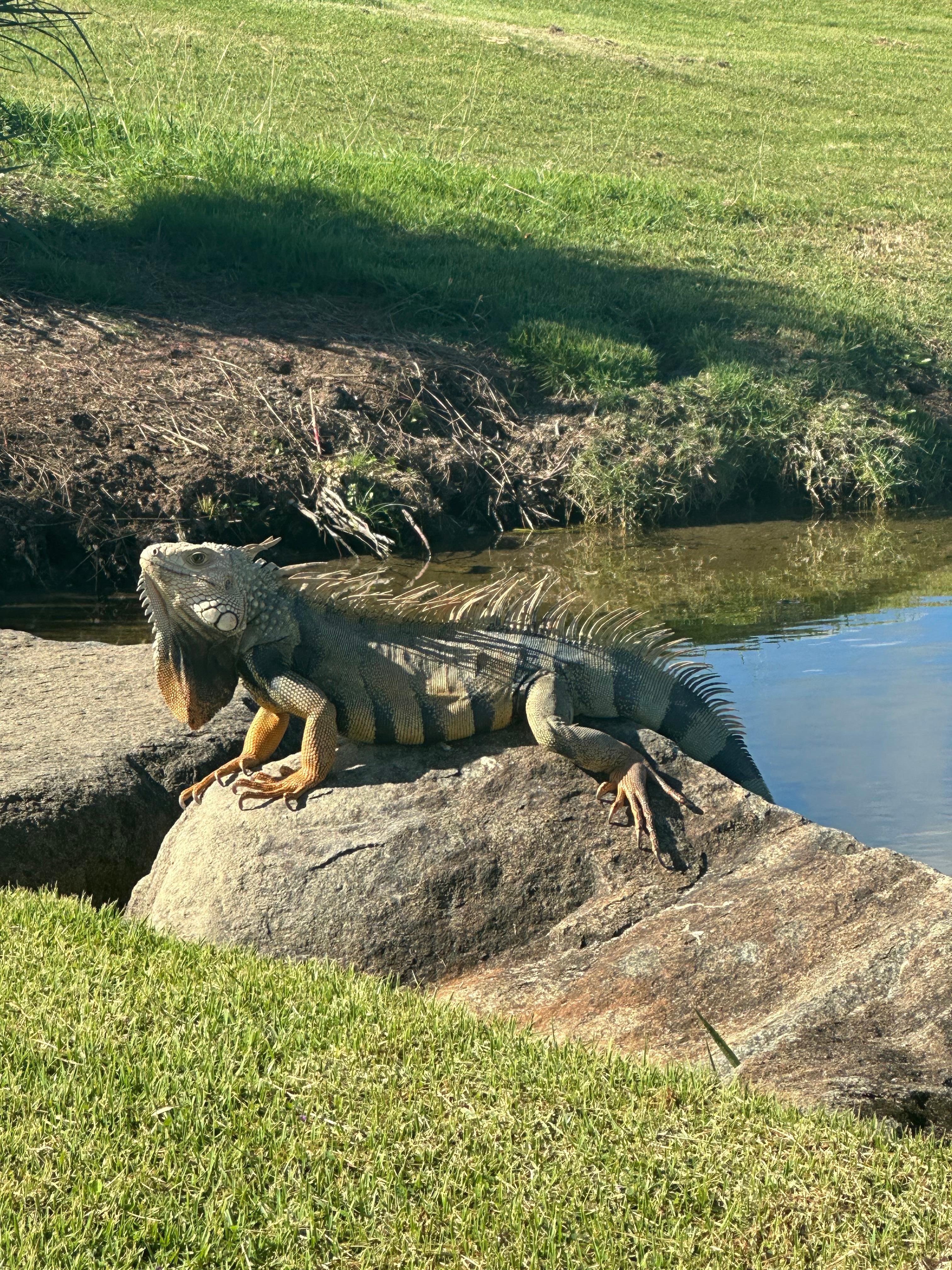 View from king ocean bungalow