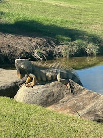View from king ocean bungalow