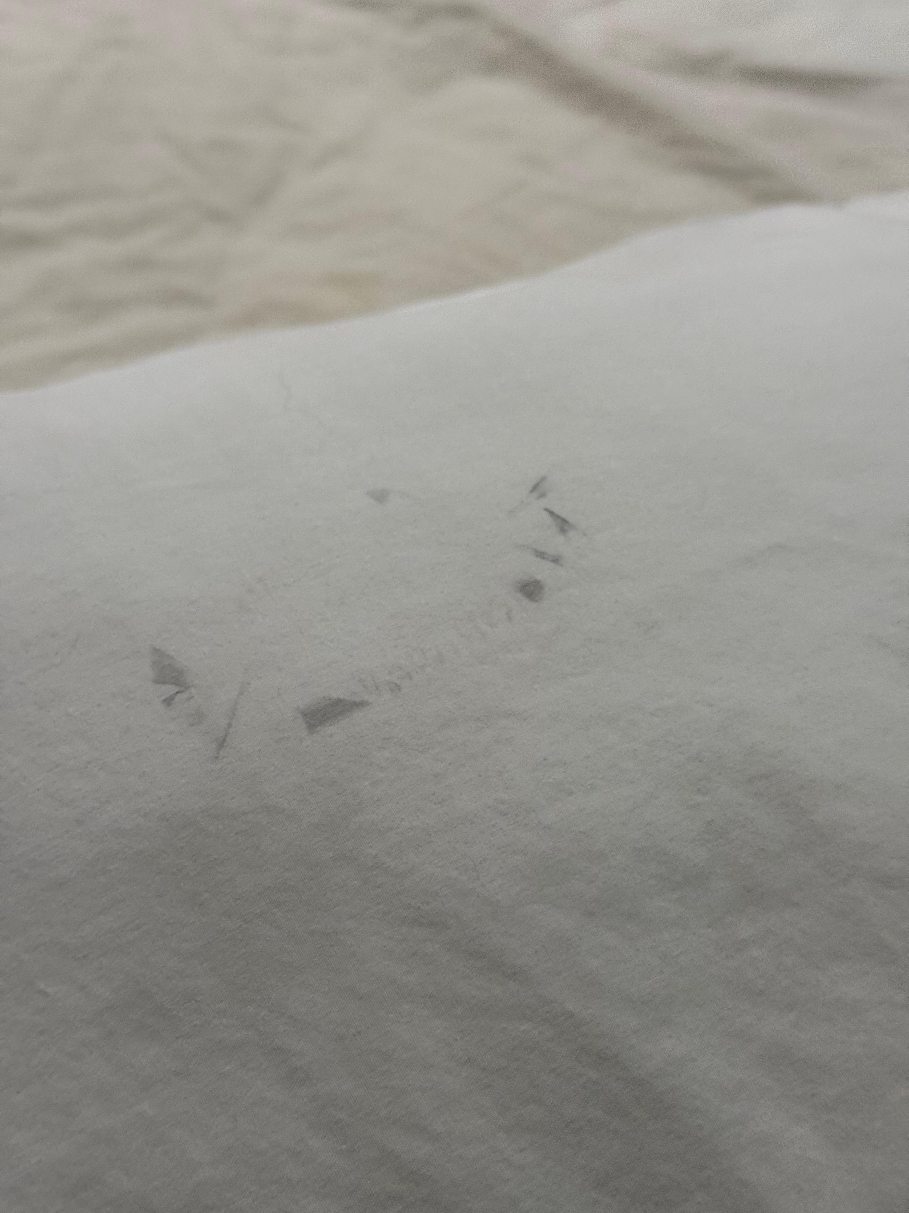 dirty pillows 