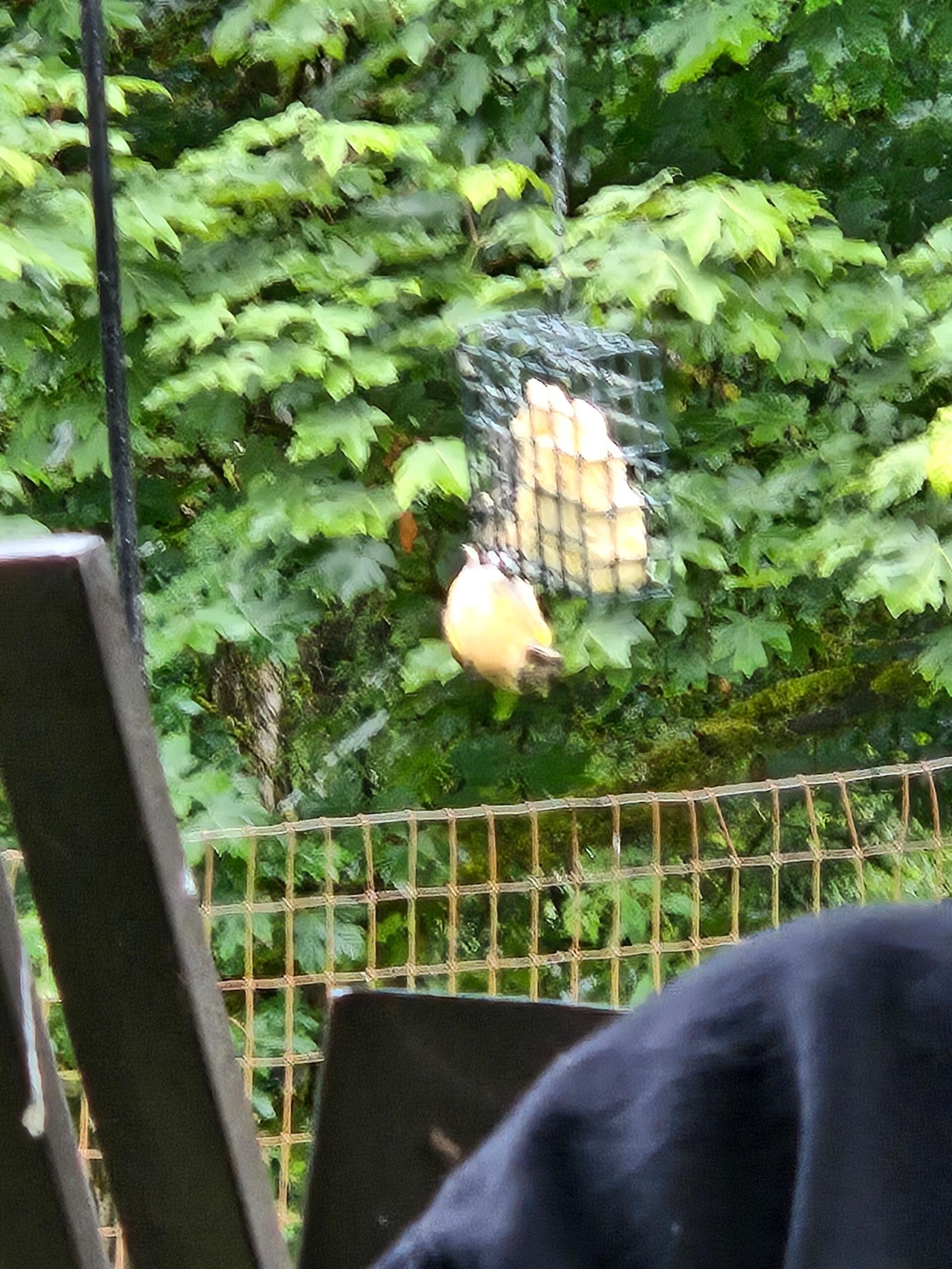 Bird friends
