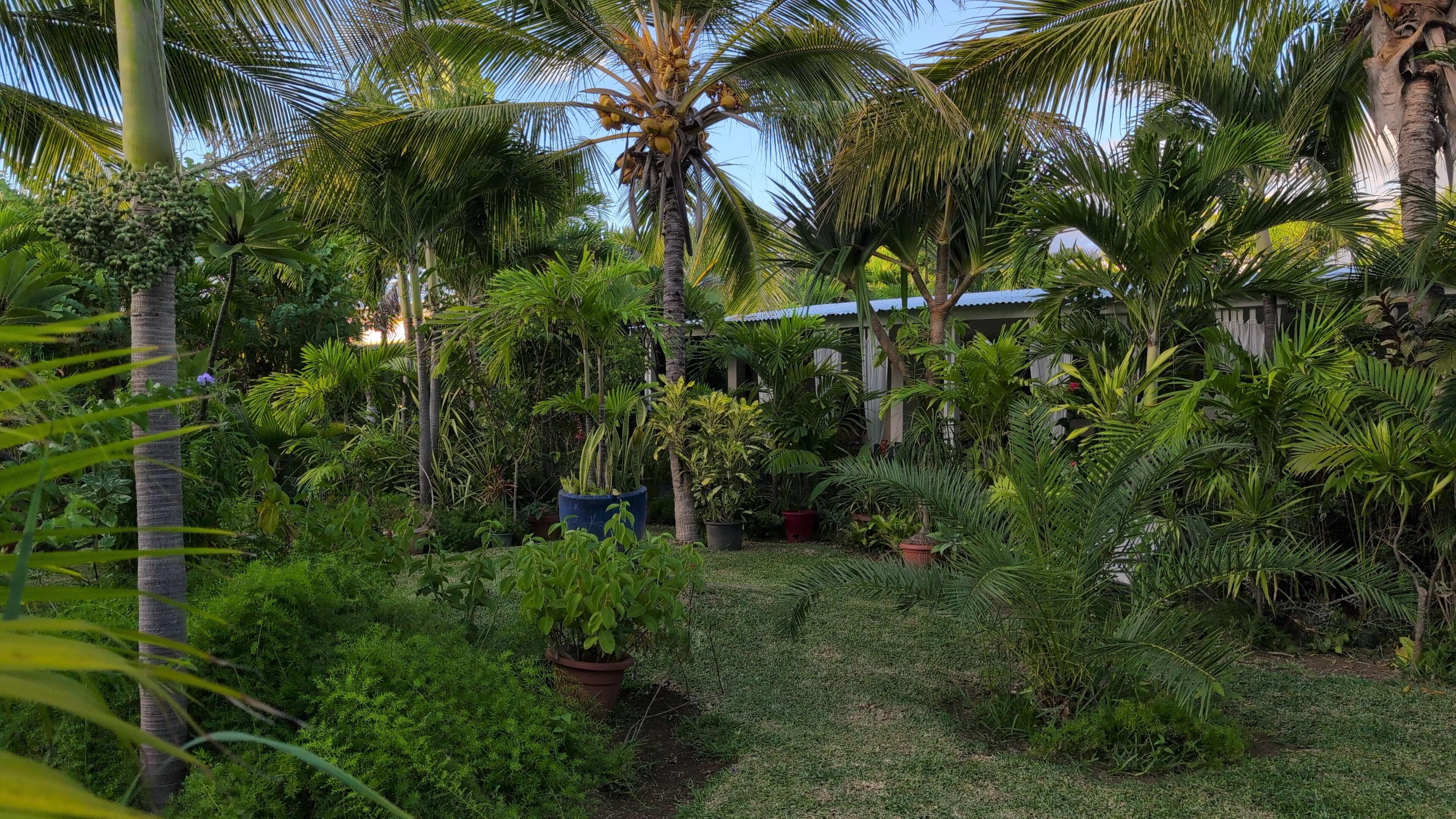 Un jardin exotique magnifique 