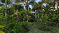 Un jardin exotique magnifique