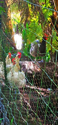 The chicken coop.