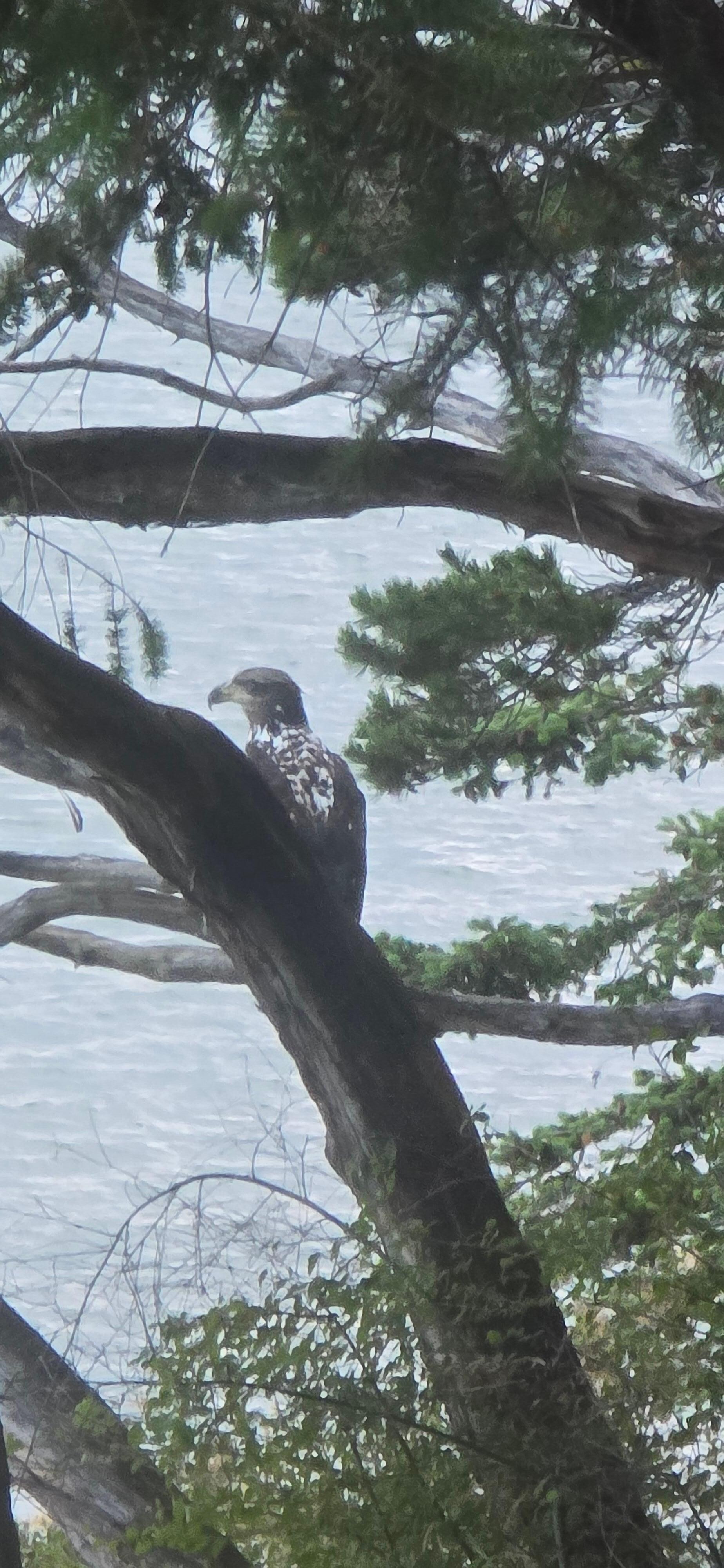 Eagle seen from the cottage