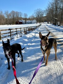 Entrance drive perfect for dog walks