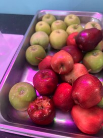 “Breakfast options”