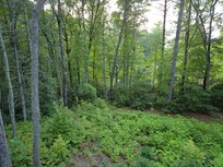 Front yard view
