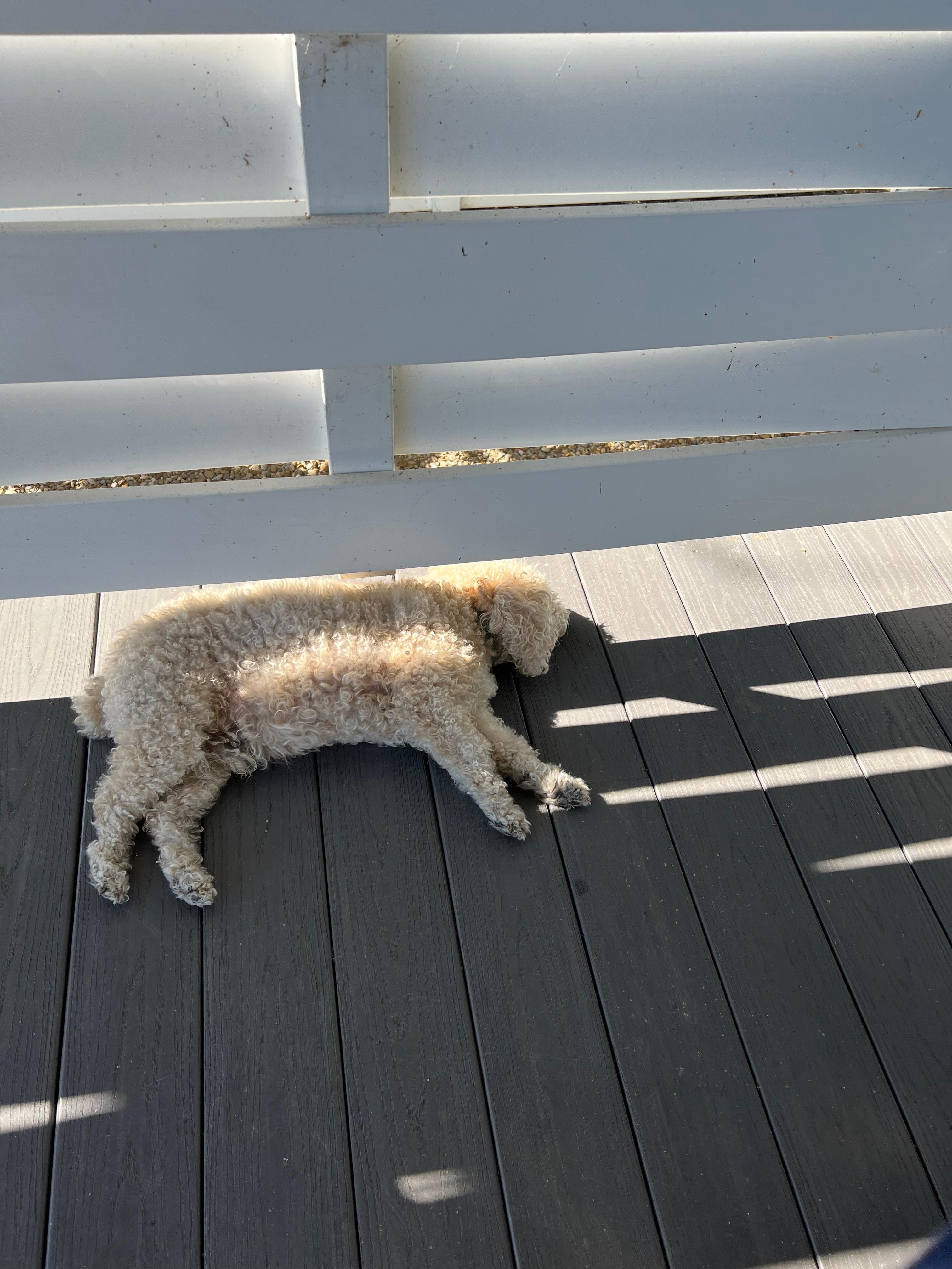 Lounging on the deck.