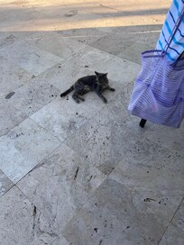 Random cats at the pool! They were friendly.