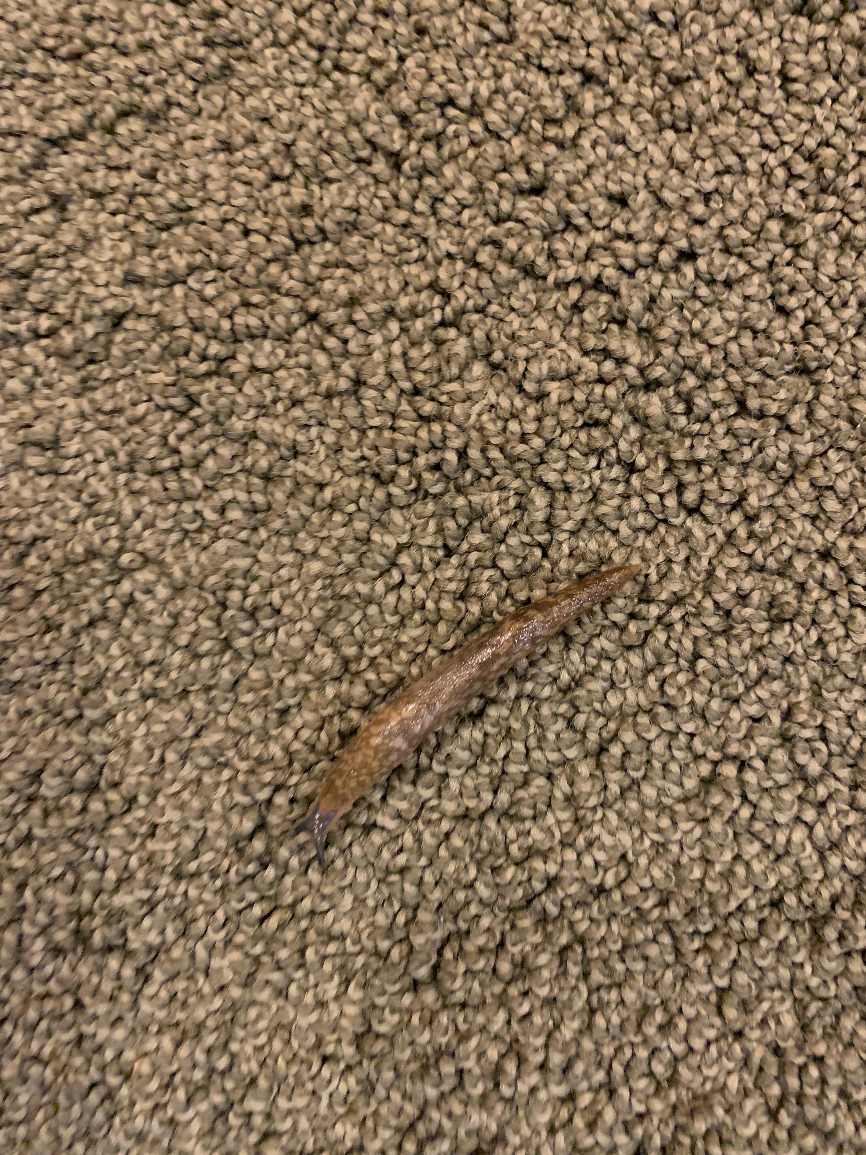 Slug