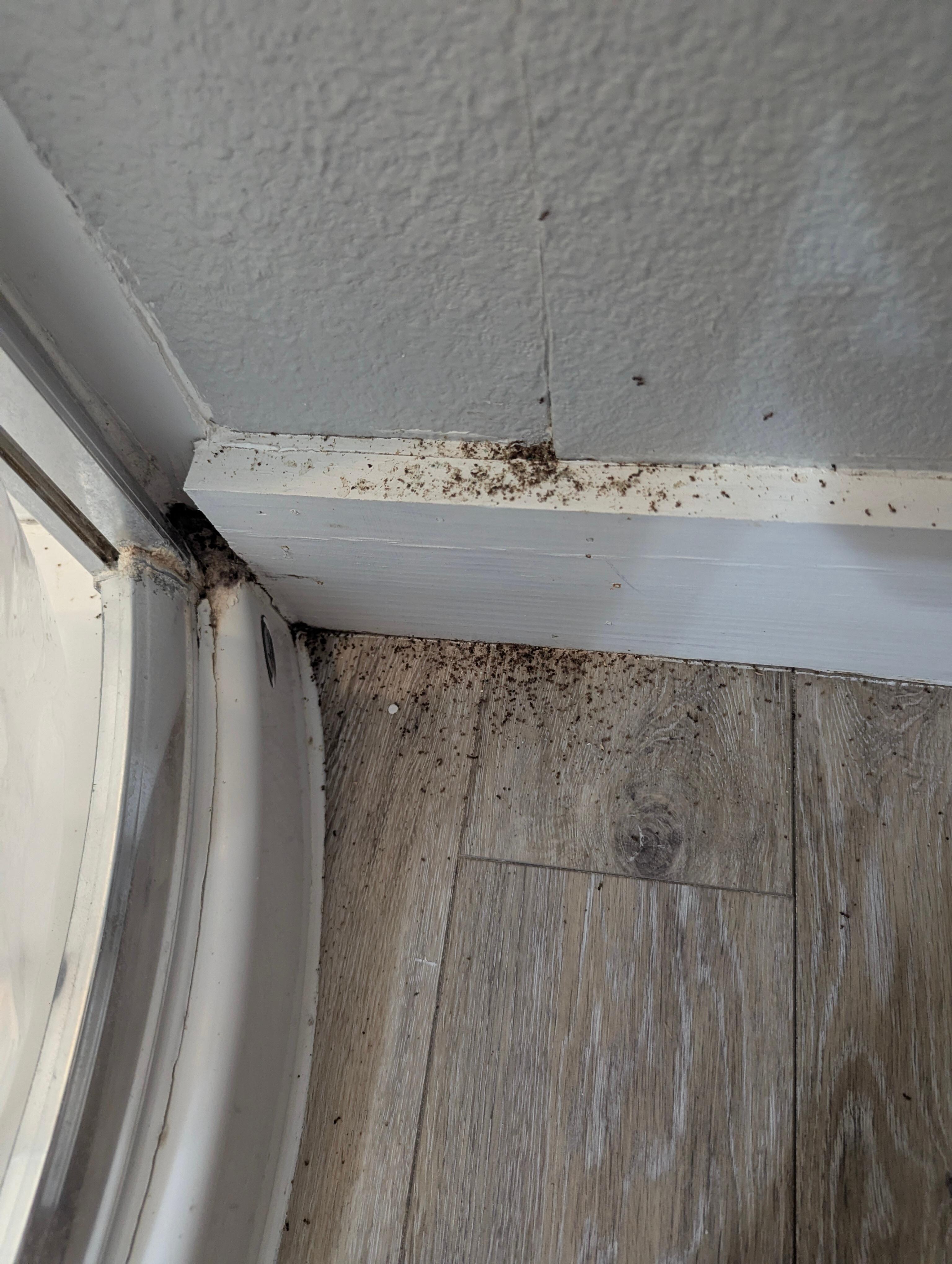 Ants that were present when we got there