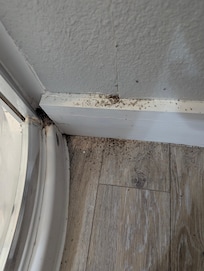 Ants that were present when we got there