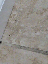 After three rounds of cleaning ourselves because no one would come, ants were still crawling out.