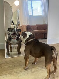 Dog friendly