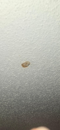 Spot on ceiling above the bed