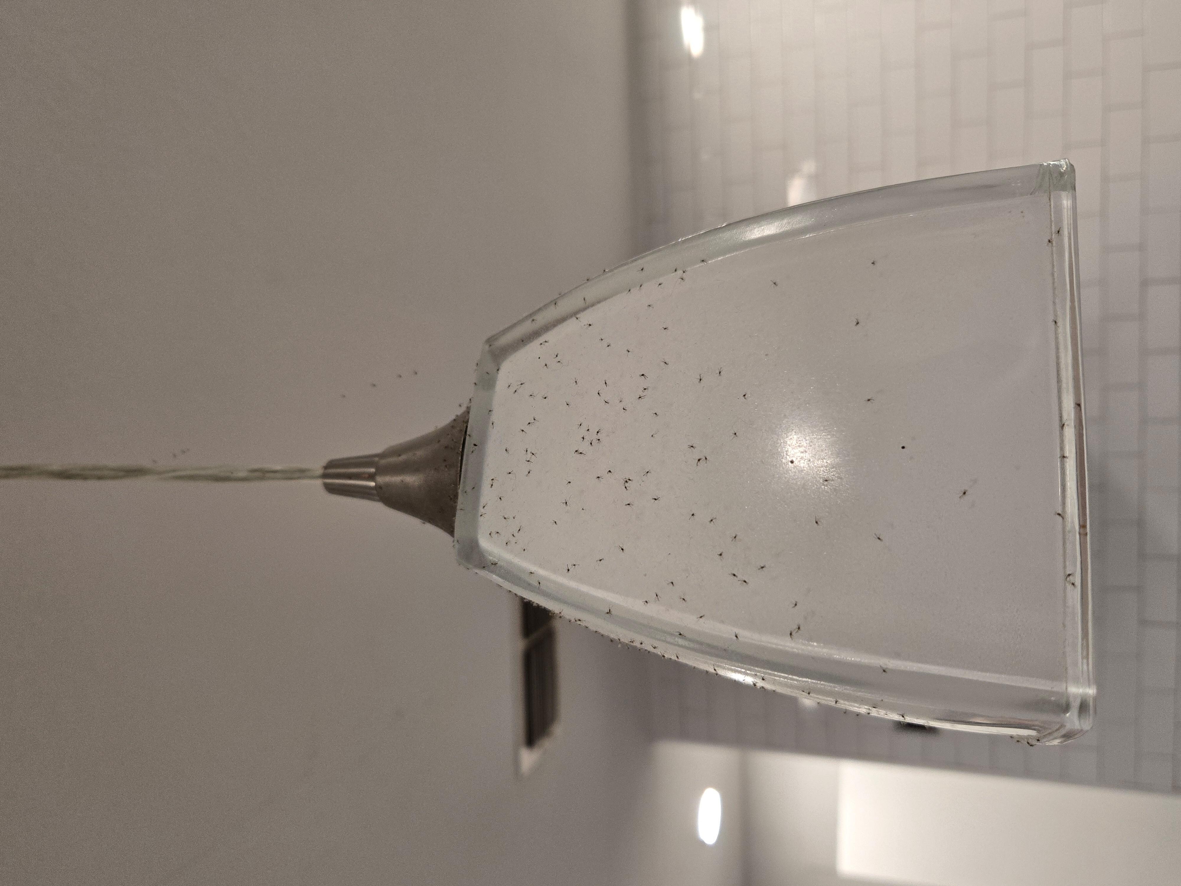 kitchen pendent light - tons of gnats 
